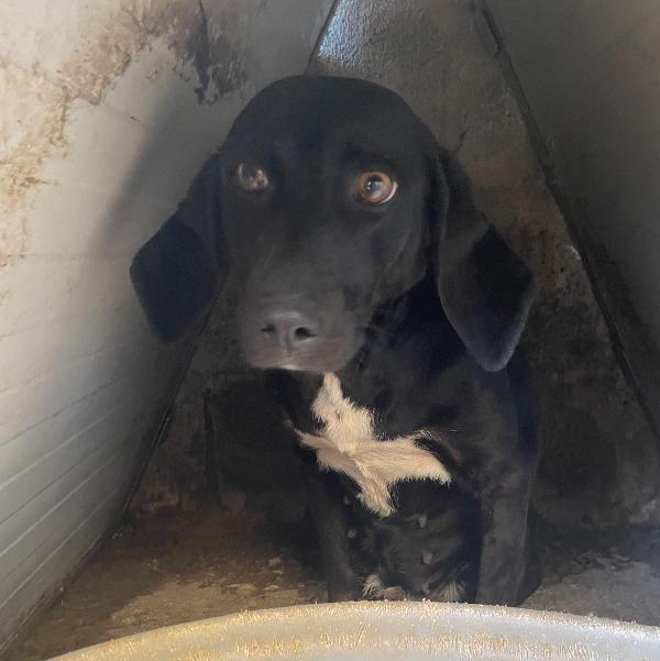 CARLOTTA 3 ANNI taglia media Foto 3